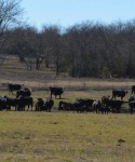 Cattle at Bar None Ranch