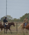 Horses working at Bar None Ranch